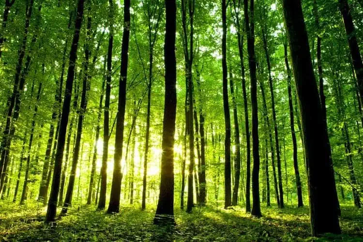Nature Walks Improve Mental Health study finds way to make life easier