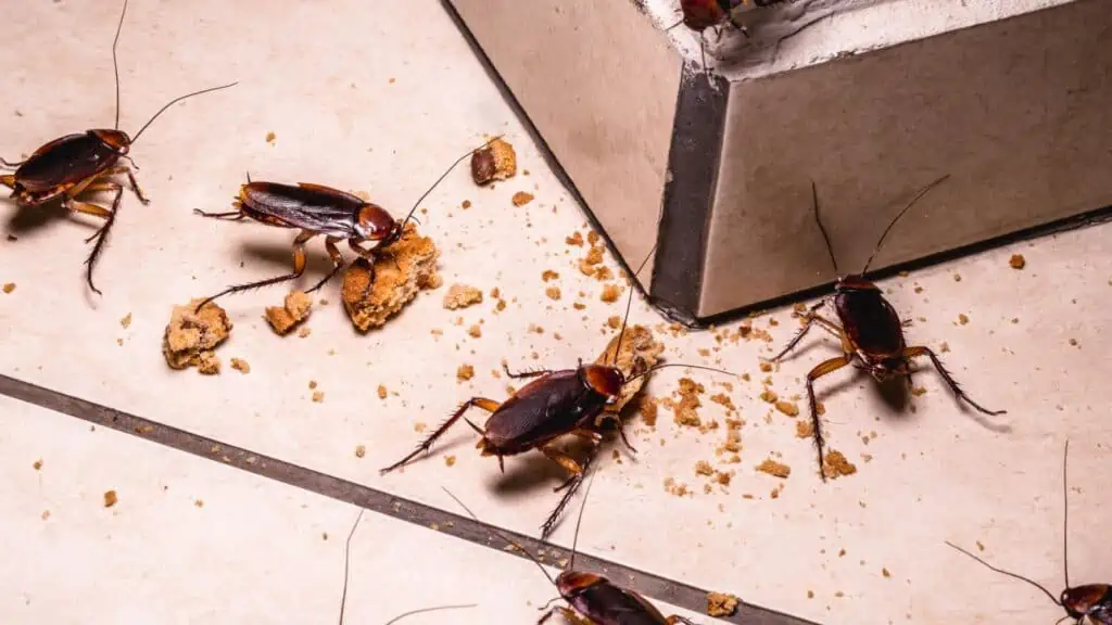cockroaches and crumbs of food