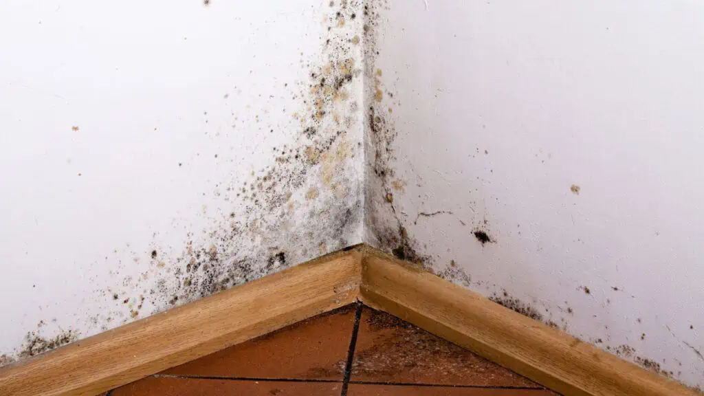 mold in corner