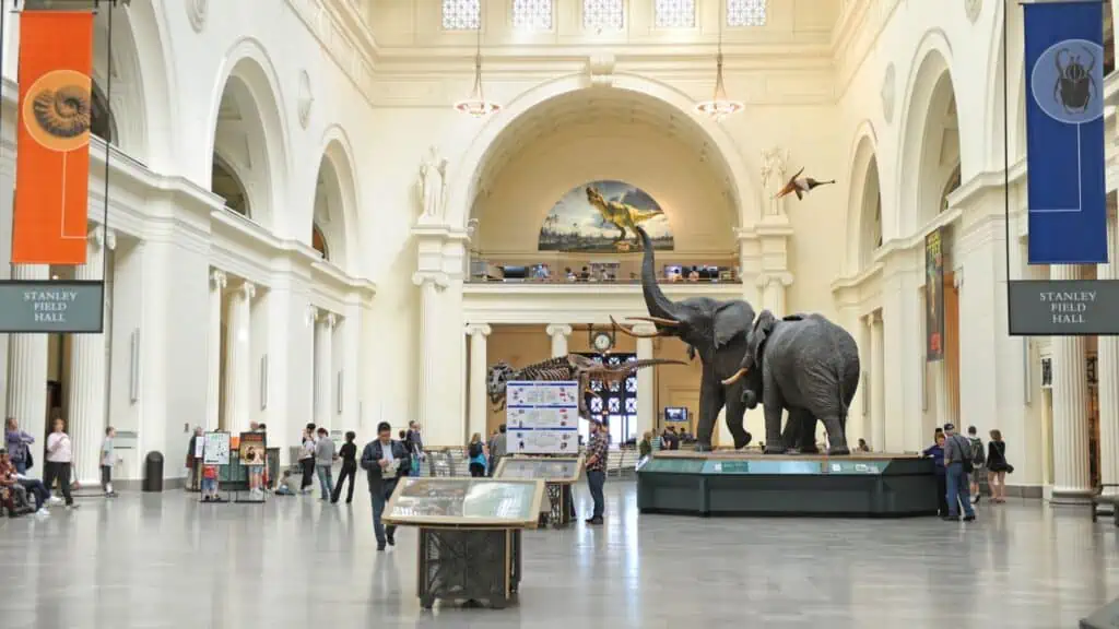 Elephant in the entryway of the Field Museum in Chicago, Illinois