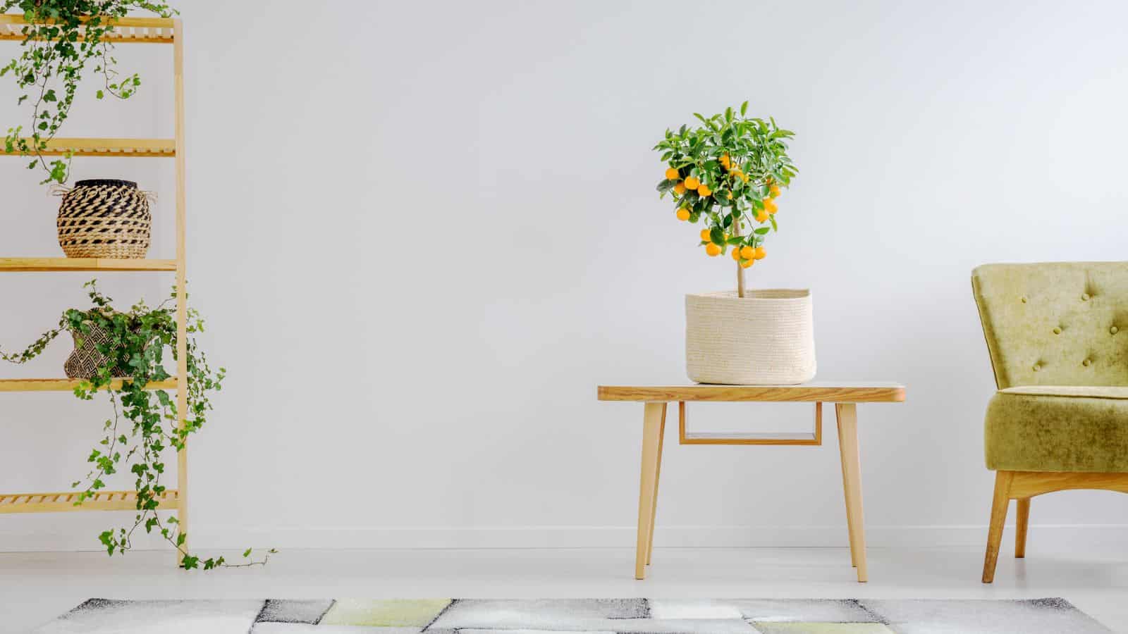 minimalist room with white walls chair and small citrus tree on table