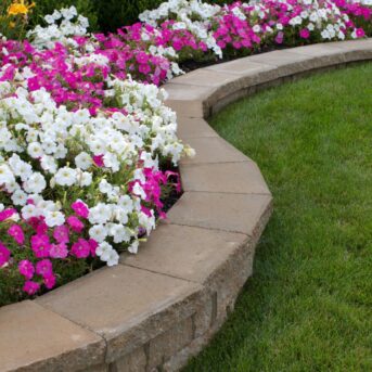pink and white flowers and grass