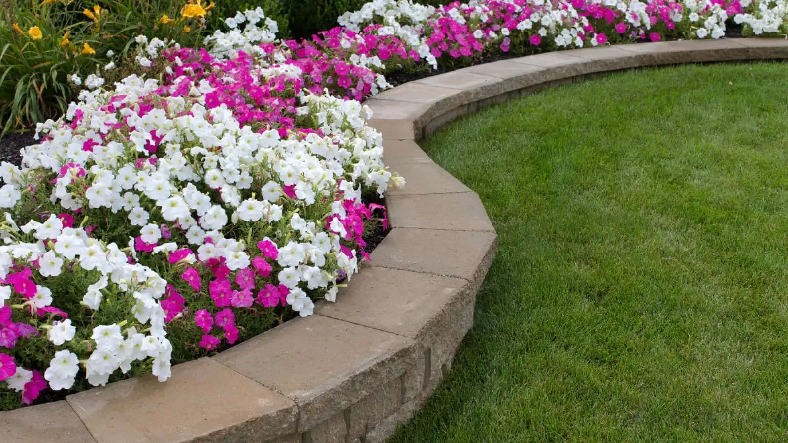 pink and white flowers and grass