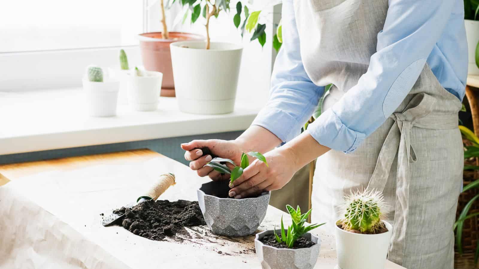 woman potting plants