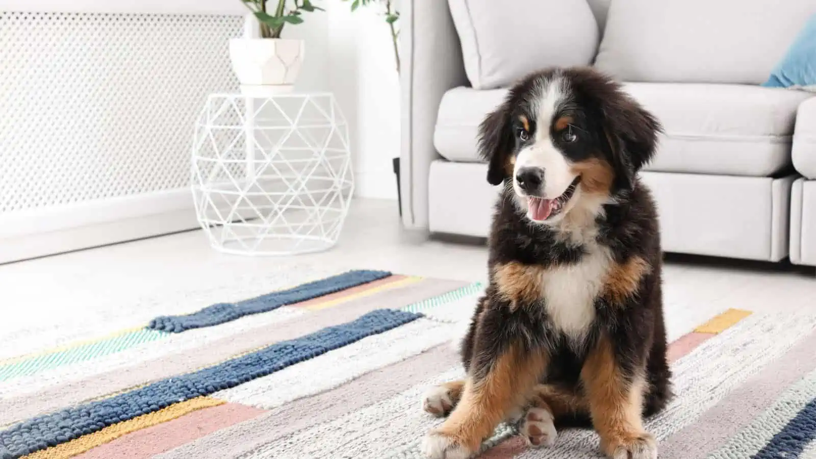 bernese mountain puppy in family room