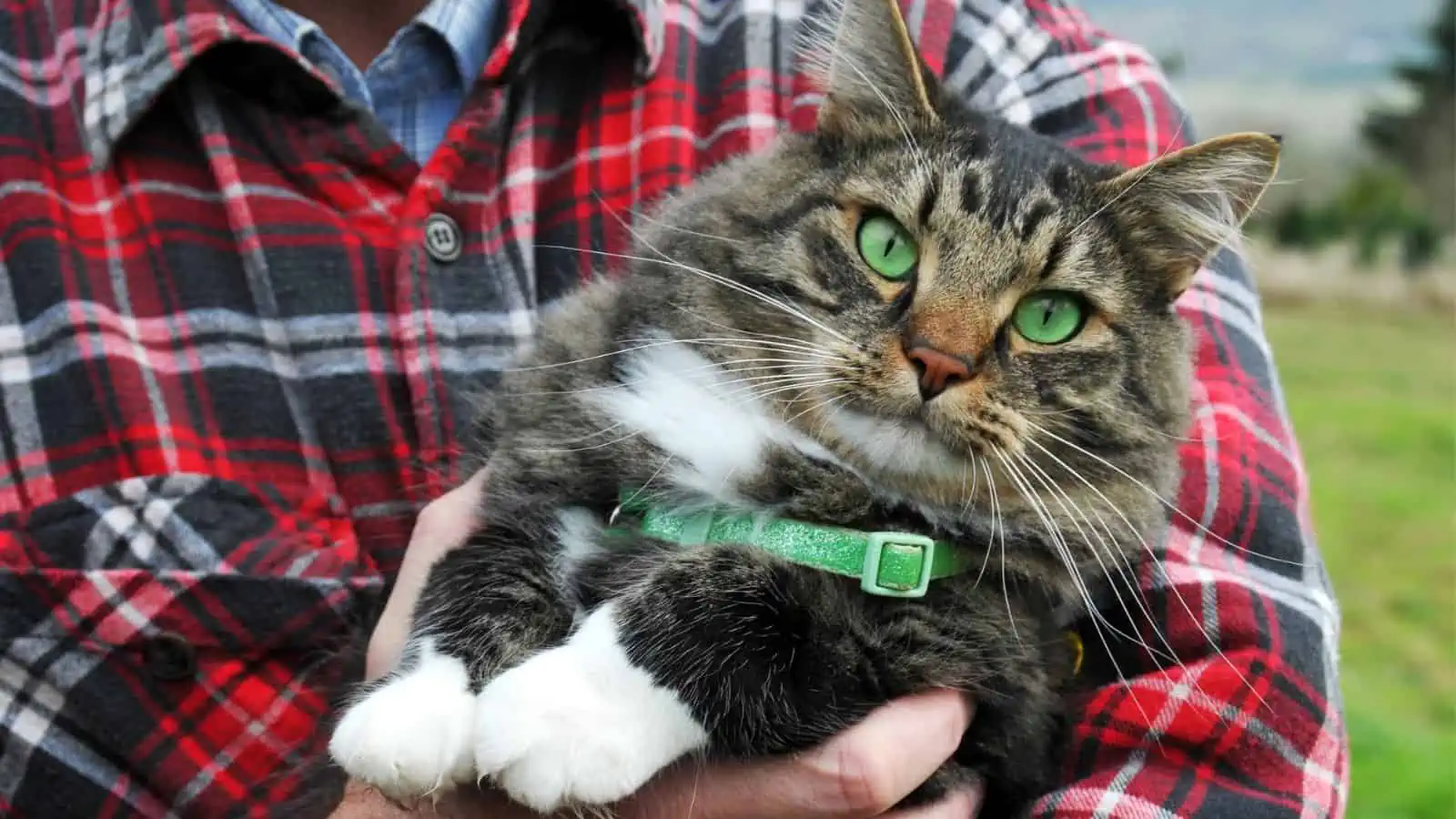 big cat with green collar in arms