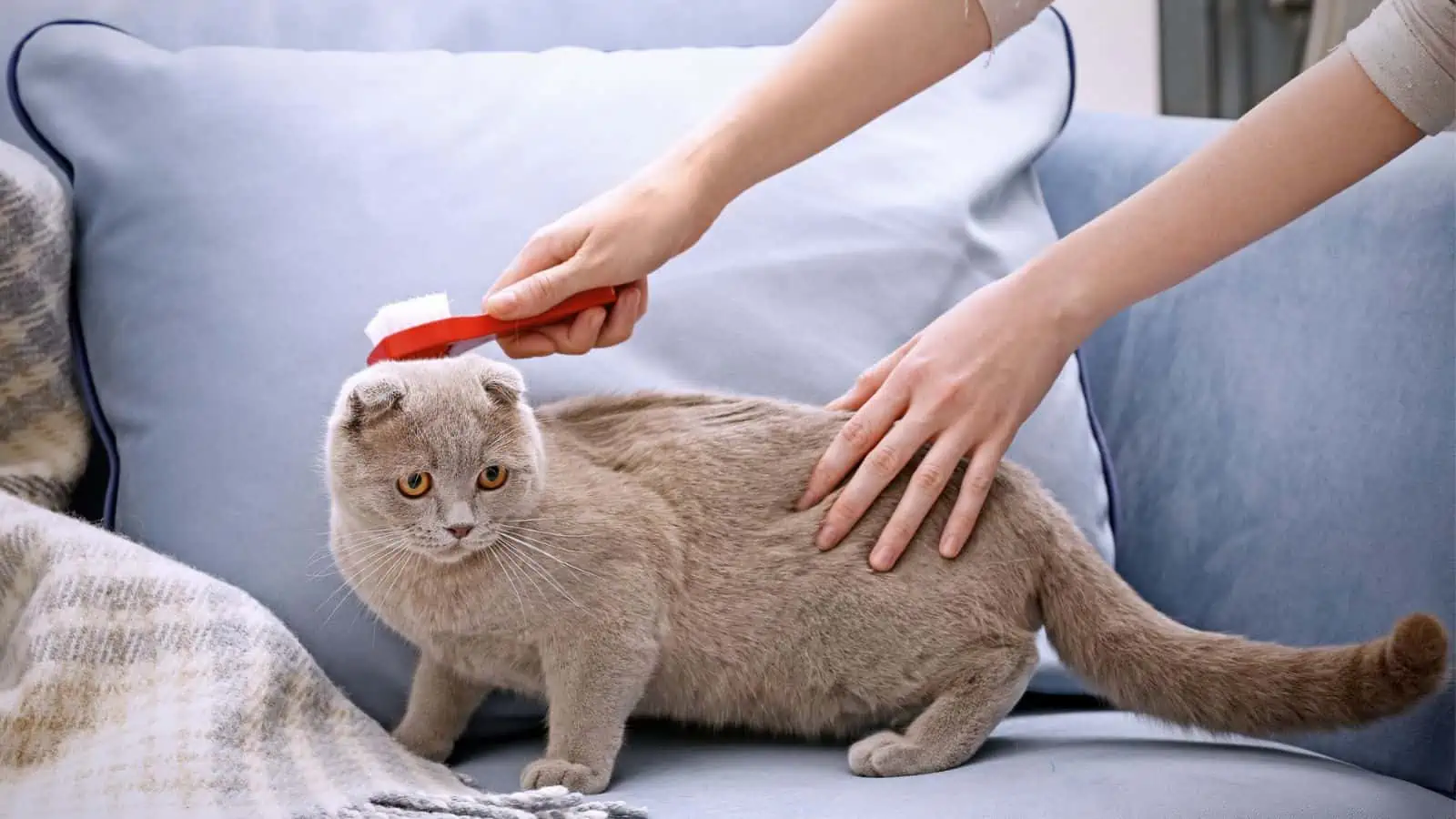 cat being brushed