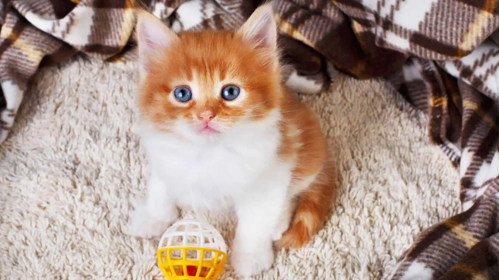 cat orange kitten with toy ball