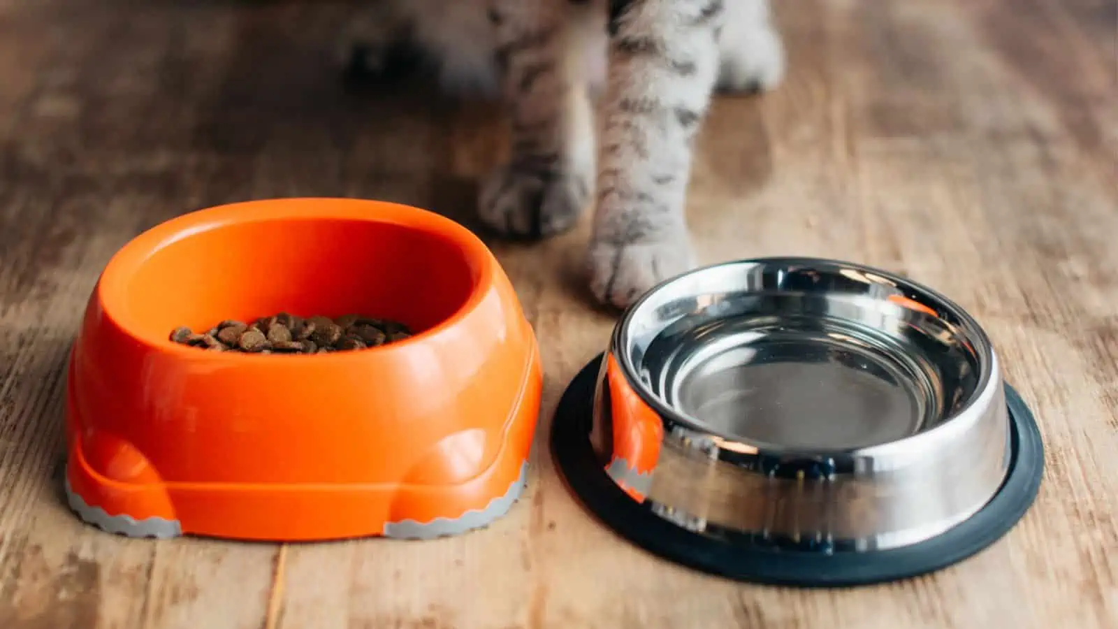 cat paws standing next to cat food and water bowls