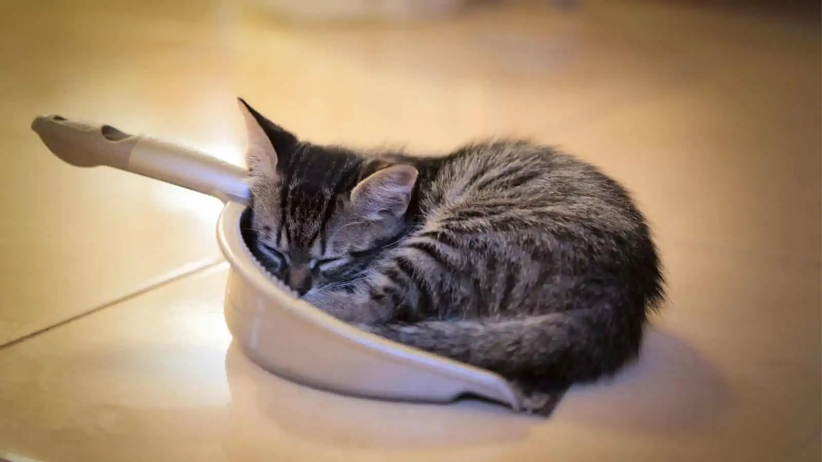 cat sleeping in litter scoop