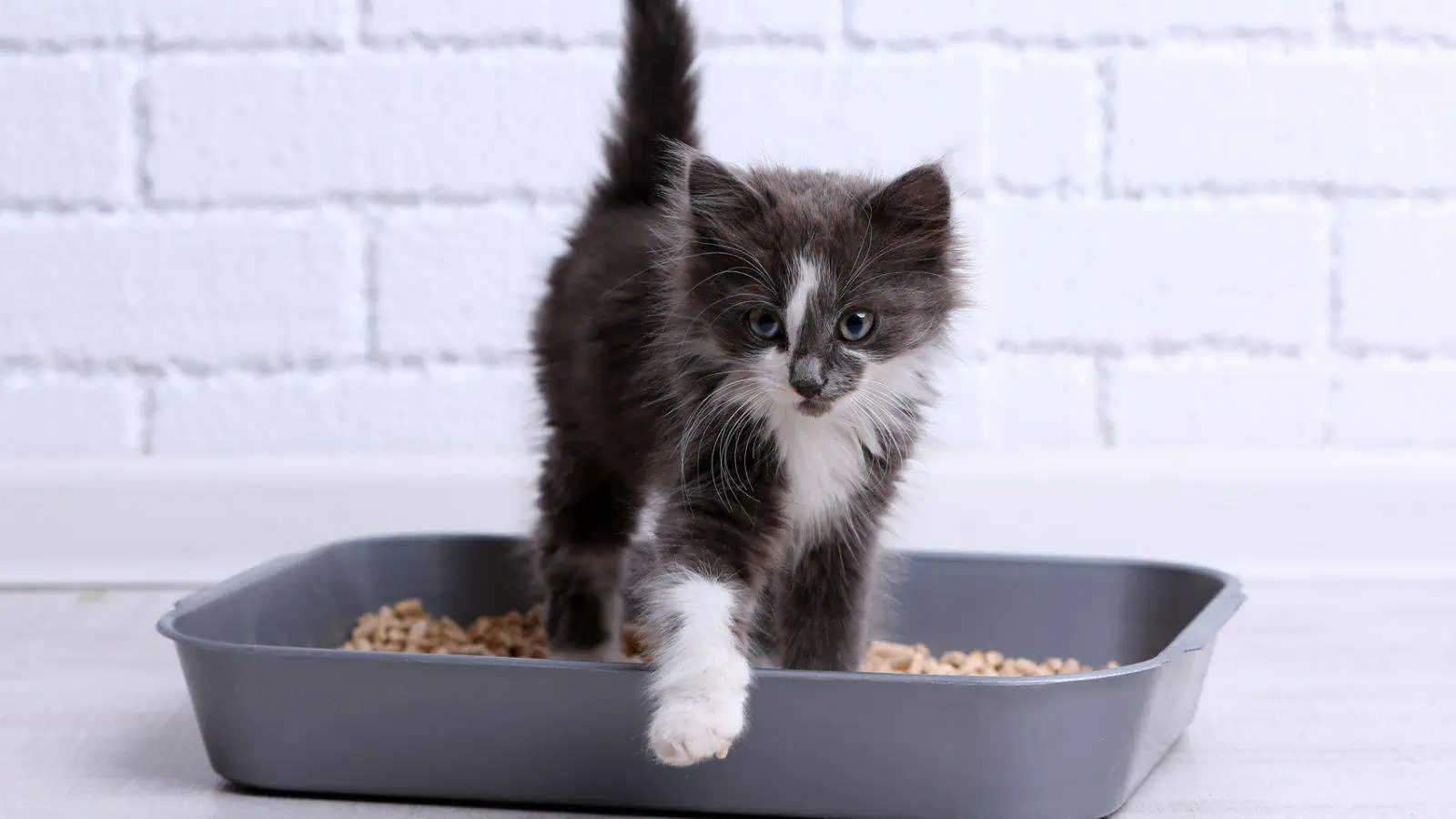 cute kitten in litter box