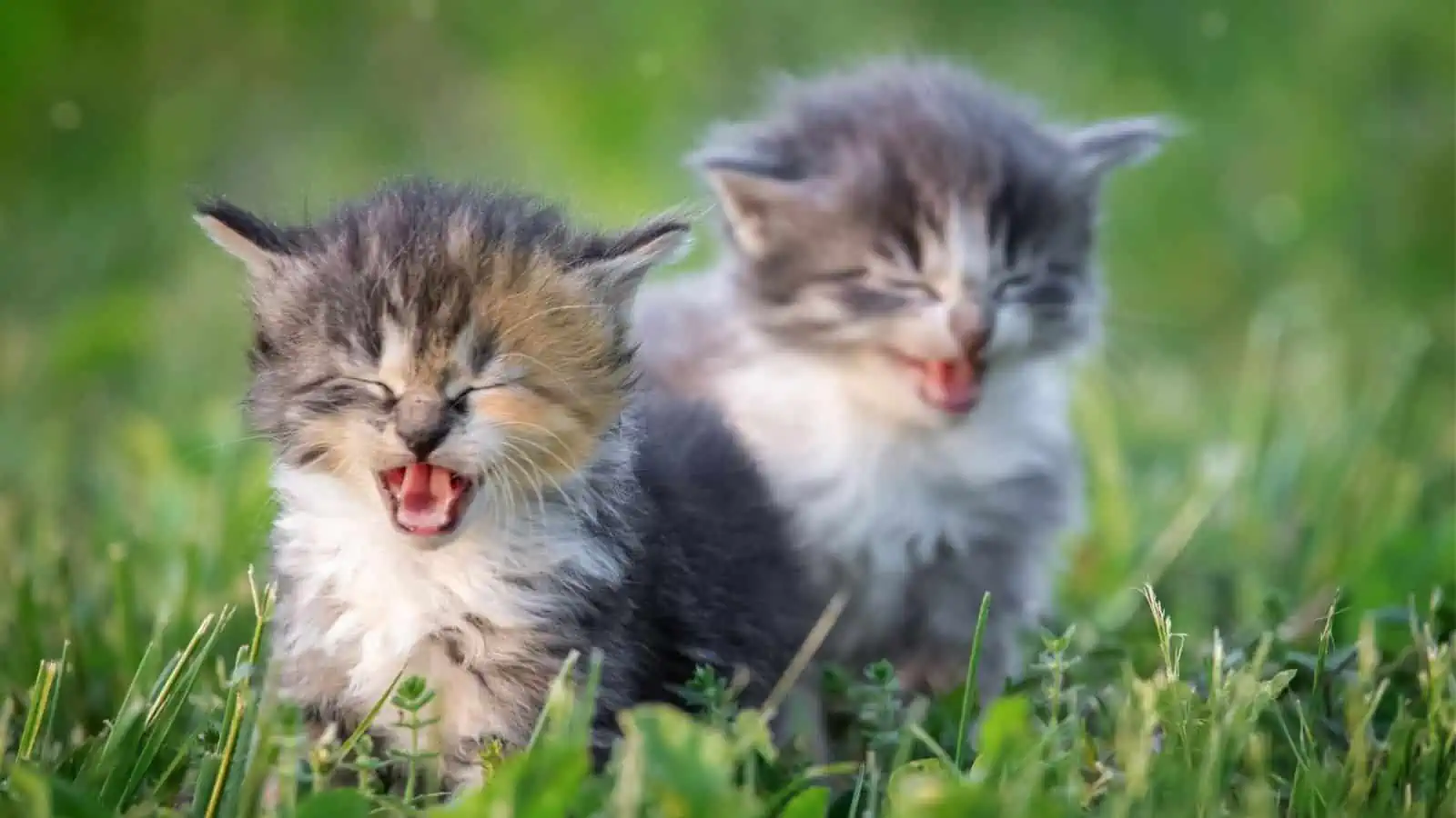 cute kittens in grass