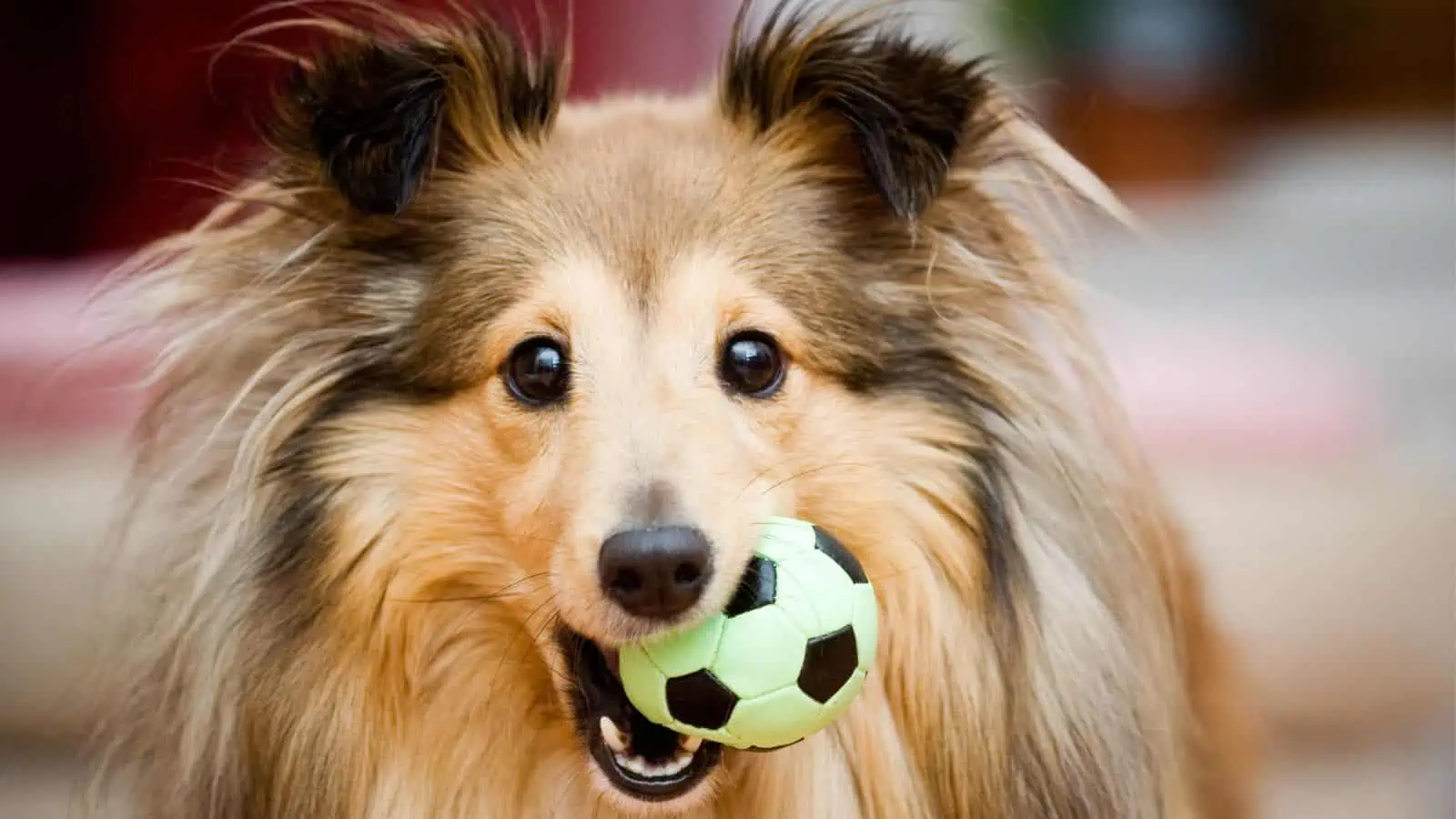 dog with toy in mouth