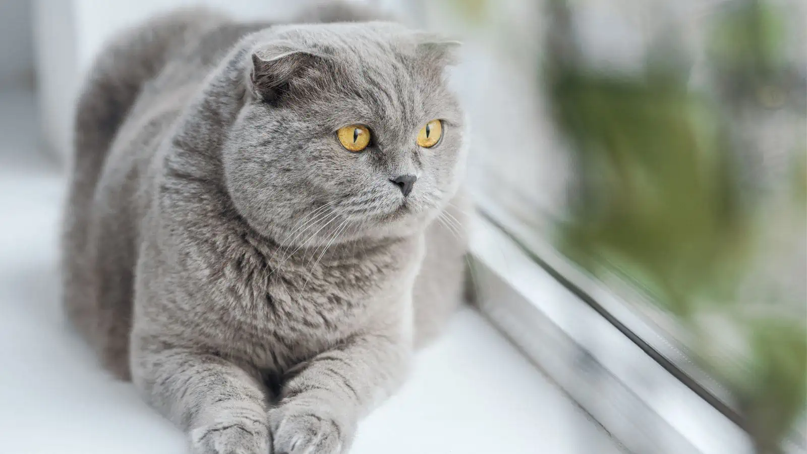 gray cat looking out window