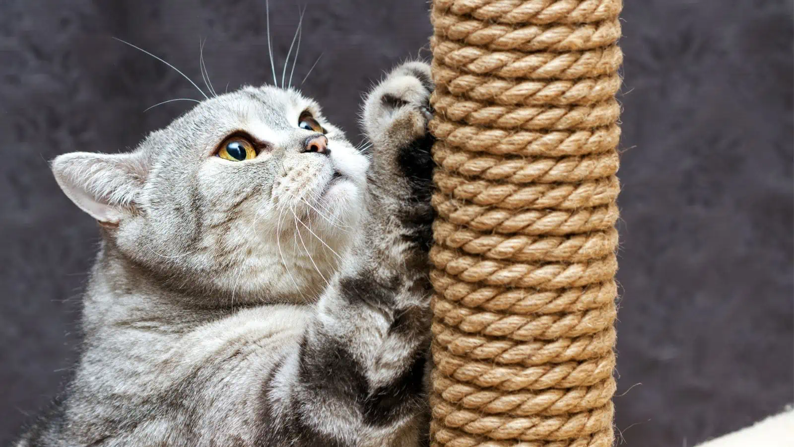 gray cat using scratching post