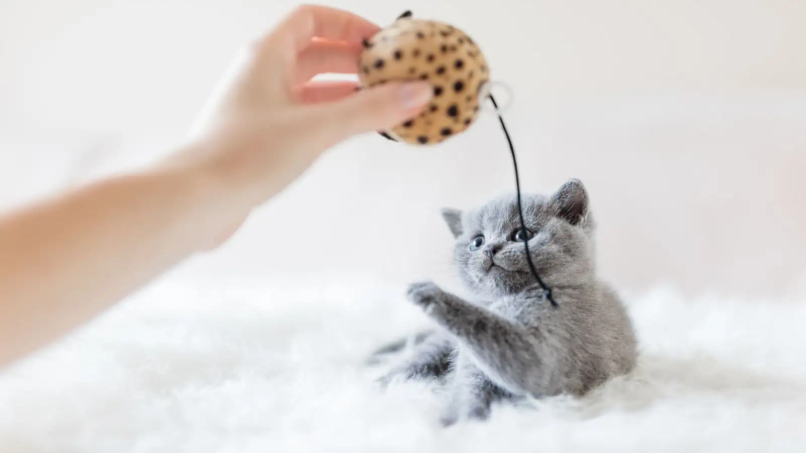 gray kitten playing with toy