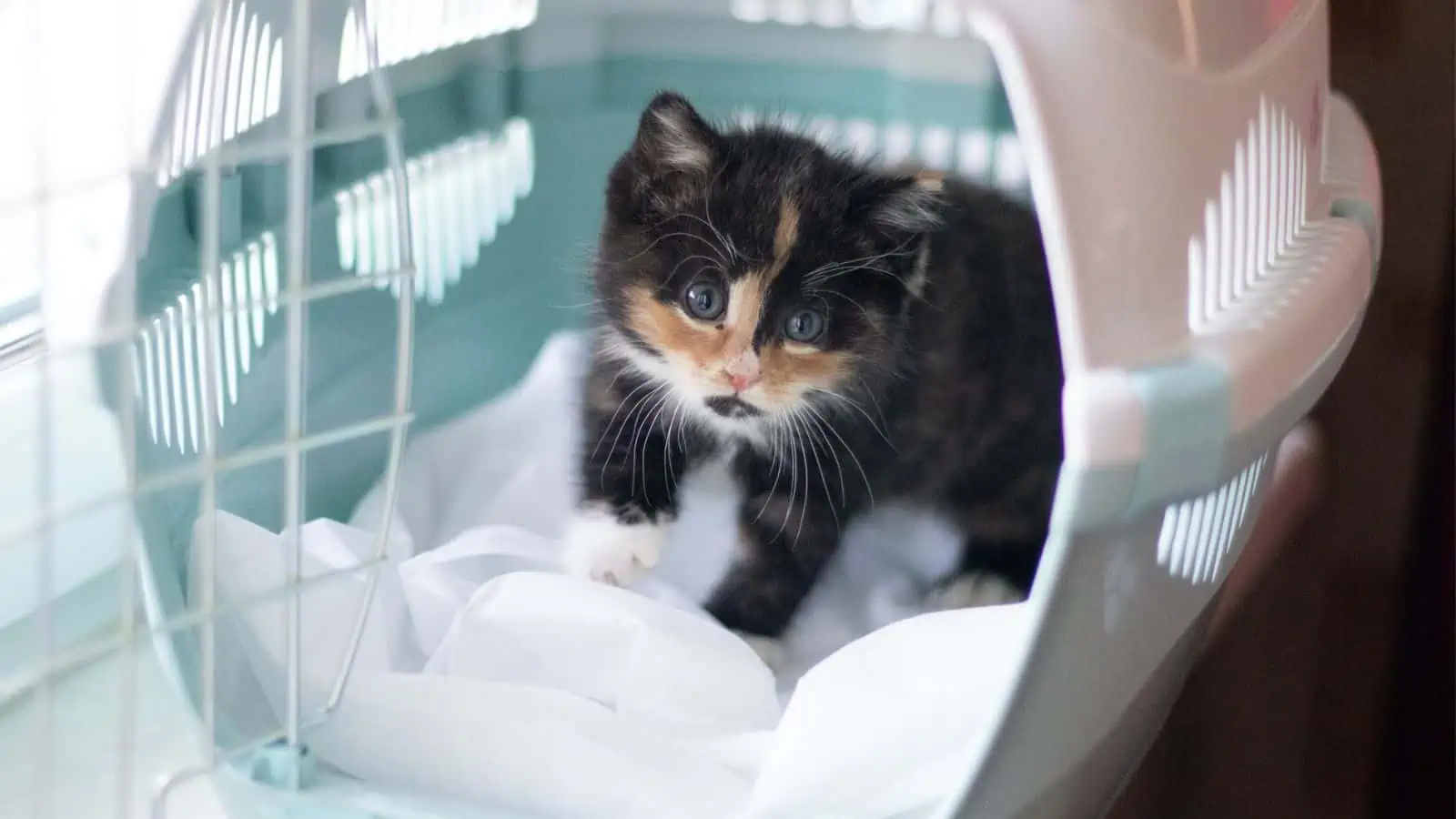 kitten in cat carrier