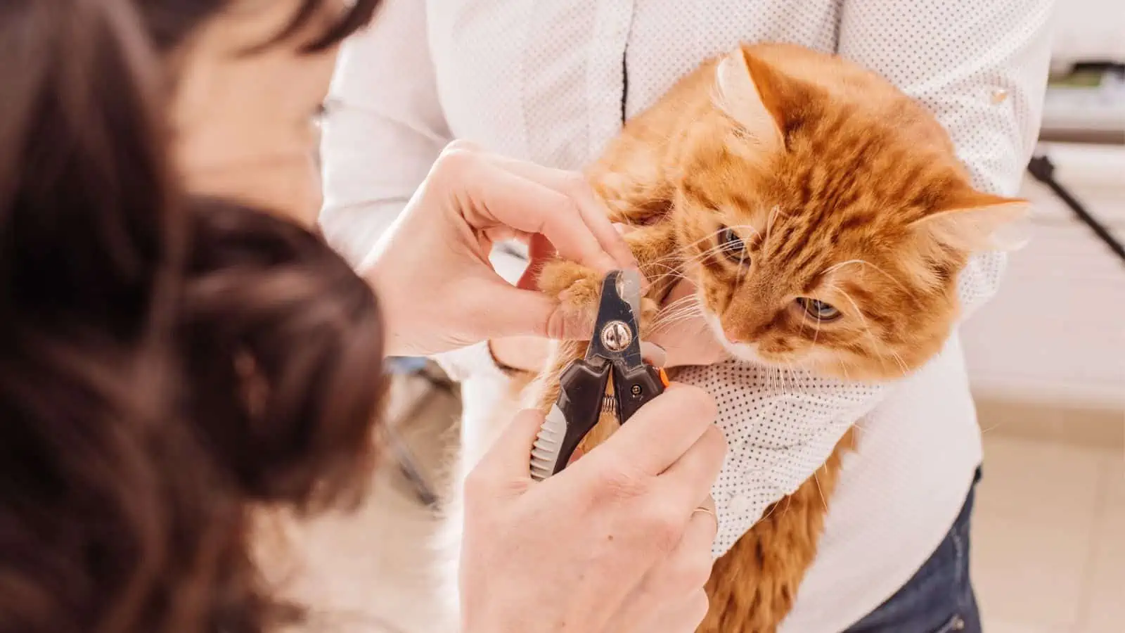 orange cat getting nails trimmed