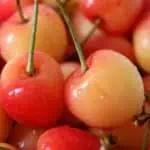 rainier cherries