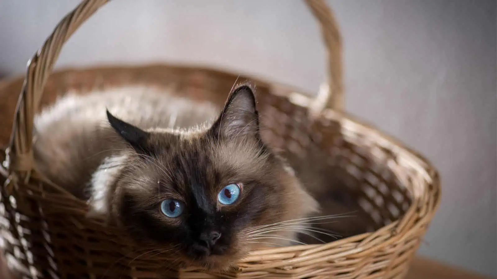 siamese cat resting in basket