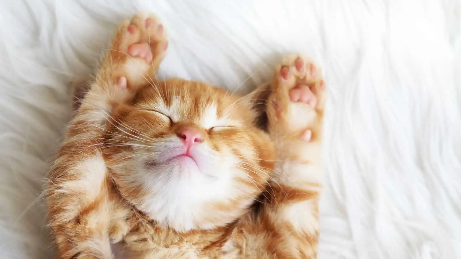 sleeping orange kitten with paws up