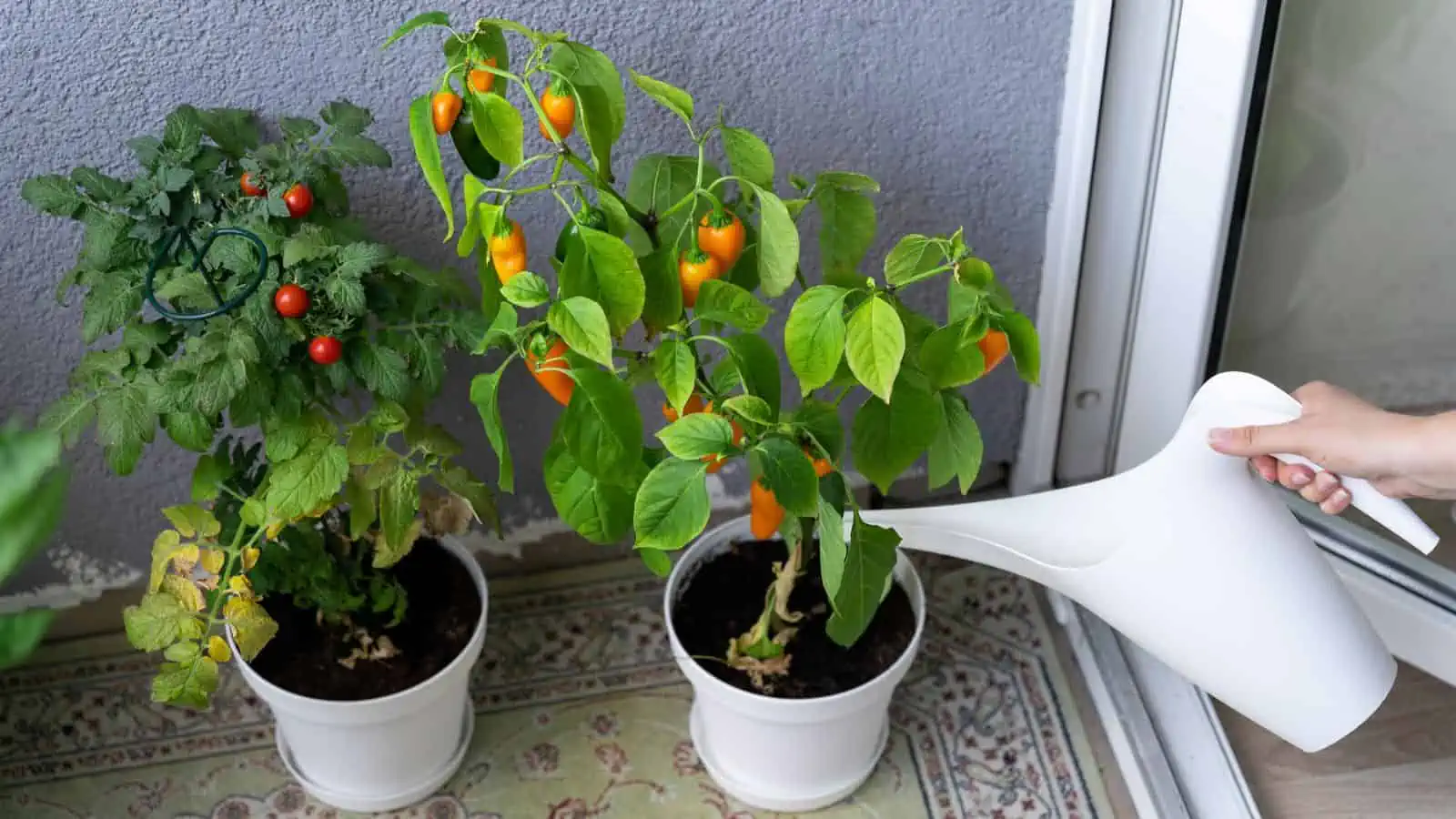 watering homegrown tomatoes