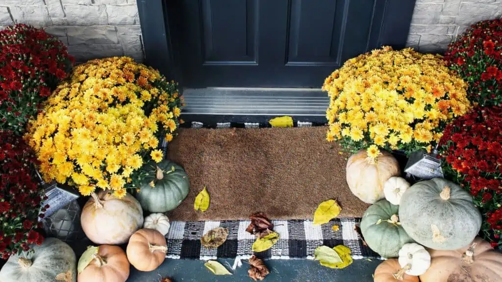 checkered rug with mums and pumpkins