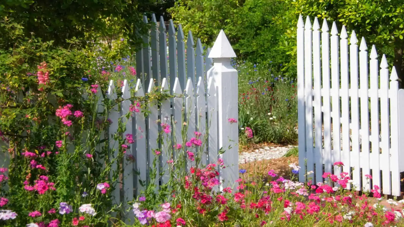 flowers around a white picket fence